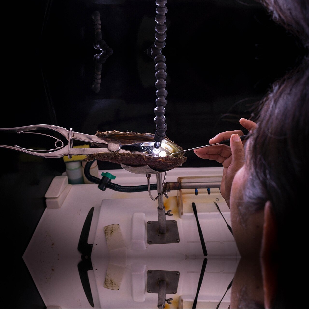 珍珠采收开蚌取珠